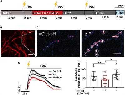 A Common Human Brain-Derived Neurotrophic Factor Polymorphism Leads to Prolonged Depression of Excitatory Synaptic Transmission by Isoflurane in Hippocampal Cultures